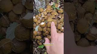 Surprising facts about mushrooms mushroomsurprisingfactsfungifungusamanitaoystermushrooms [upl. by Ayor]