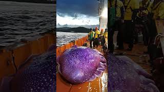 Giant Sea Monsters Caught by Fishermen 🐙🎣GiantSeaCreatures FishingDiscoveries OceanMysteries [upl. by Misaq]