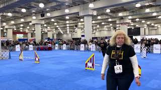 Ipso Facto Agility meetthebreeds [upl. by Oinotnas292]