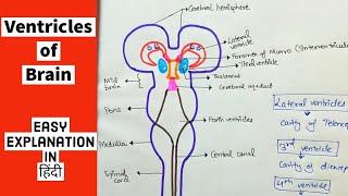 Ventricles of the Brain Anatomy Lateral Third and Forth Ventricle  Easily explained  Hindi [upl. by Nnylakcaj877]