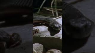 Snake That Swallows Its Prey Alive 😨 shorts [upl. by Nosilla]