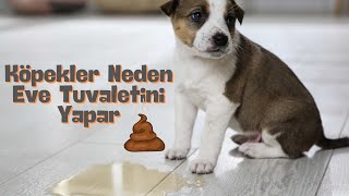 KÃ¶pekler Neden Tuvaletlerini Eve Yapar [upl. by Prinz]