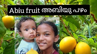 Abiu fruit അബിയു പഴം [upl. by Nwonknu]