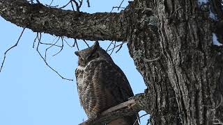 Great horned owl female [upl. by Arod]