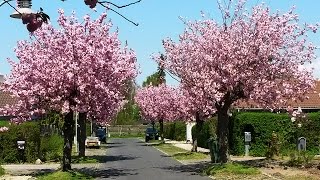 Japanese cherry blossom trees prunus serrulatacultivar Kanzan japansk kirsebærtræ blomstrende [upl. by Aket]