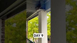 Day 9 Pigeon’s Journey to Parenthood 🐦 Watch the Nesting and EggLaying Process Unfold [upl. by Bonaparte568]