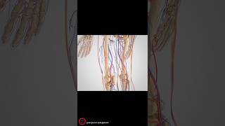 Intermittent Claudication Treatment  3D video [upl. by Yellas61]