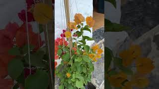 aprende hacer tutores para tus plantas plantas jardin truco [upl. by Akkin519]