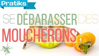 Comment se débarrasser des moucherons [upl. by Uria]