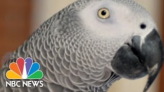 Missing Parrot Shows Up Years Later Speaking Spanish  3rd Block  NBC News [upl. by Gent592]