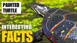 Exploring the Fascinating World of Painted Turtle  Interesting Facts  The Beast World [upl. by Annie]