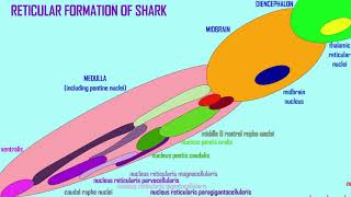 the reticular formation [upl. by Aztilem]