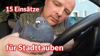 15 Einsätze für Stadttauben  Tiernotruf 72 [upl. by Gary]