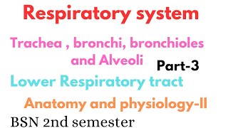 Trachea bronchi bronchioles and alveoli  lower respiratory tract  respiratory system anatomy [upl. by Yrekaz]