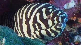 Moray Eels  Reef Life of the Andaman  Part 7 [upl. by Clymer585]