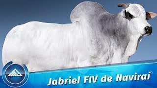 Jabriel FIV de Naviraí [upl. by Nava]