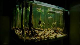 AMAZON RIVER BIOTOPE Aquarium 150x80x70cm Flooded Forest [upl. by Frankel]