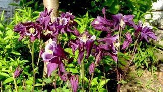 How to grow Columbine  Gardening 101 by Dr Greenthumb [upl. by Agnese802]