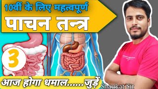 Digestive system 2  पाचन तंत्र 2  Class 10 biology chapter 1 [upl. by Adallard]