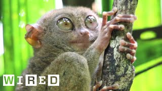 Tarsiers Can’t Blink  WIRED [upl. by Ahseele]