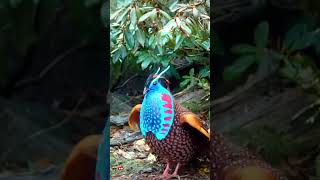 temmincks tragopan  tragopan [upl. by Wainwright111]