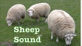 Sheep sound [upl. by Ecart843]