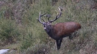 CACCIANDO  CACCIA AL CERVO  Red deer stag hunting in Italy [upl. by Alyks242]