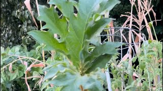 Grafting a tomato to a tree results [upl. by Yerffeg]