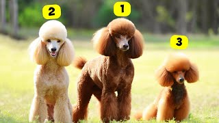 7 TYPES OF POODLES [upl. by Trilbee683]