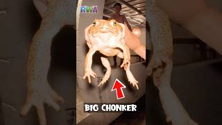 😱 WATCH OUT Giant toads are scary FUN [upl. by Brunhild]