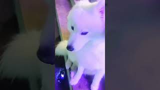 Meet the Fluffiest Pure White Fur Dog  Adorable Dog Moments 🐾 [upl. by Yditsahc853]