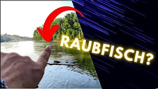 Neue Stelle am Rhein  Raubfisch Ködernadel DIY MartomsAbenteuer 🐟 [upl. by Skipton219]