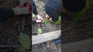 Pepper plants  Cut and compost vs digging up and moving inside before frost [upl. by Raffaj720]