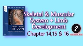 Development of Limbs  Skeletal and Muscular System  Embryology  Chapter 1415 amp 16  KLM [upl. by Reiners]