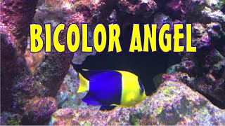 Reef Tank Species Spotlight Bicolor Angel [upl. by Callida]