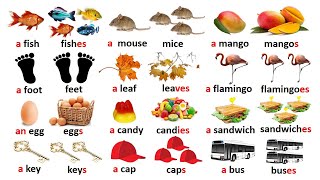 Singular and Plural Nouns  Learn Singular and Plural Words  aan  Regular and Irregular Plural [upl. by Asela]