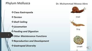 Phylum Mollusca Class Gastropoda Torsion Locomotion Digestion Reproduction and Development [upl. by Attevroc771]