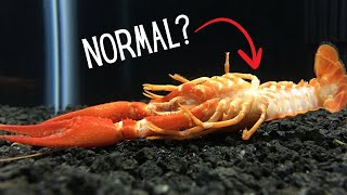 3 Odd Crayfish Things That Are Perfectly Normal [upl. by Magnolia]