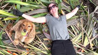 Cutting Back Phormiums New Zealand Flax [upl. by Akcimat]