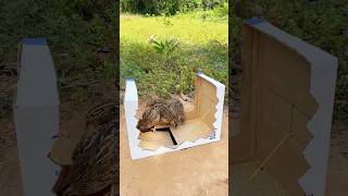 Easy New Trap  Quail Trap shorts [upl. by Tavis]