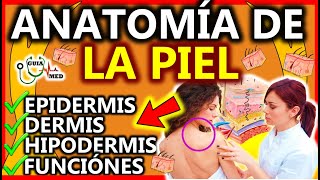 ANATOMÍA DE LA PIEL EPIDERMIS DERMIS HIPODERMIS  GuiaMed [upl. by Nonad304]