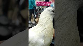 Latur pigeons market 🏆🕊️ 🥀🤍allabakashmiyann4377 kabootar pigeons bird birdspecies [upl. by Tisbee479]