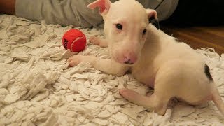 Getting my New Bull Terrier Puppy [upl. by Ula]