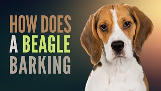 How do Beagles Bark Why do Beagles Bark so Loud and Do all Beagles Bark a Lot [upl. by Ardnaet534]