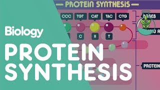 Protein Synthesis  Cells  Biology  FuseSchool [upl. by Supple]