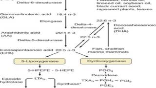 alpha linolenic acid metabolism [upl. by Fidel]