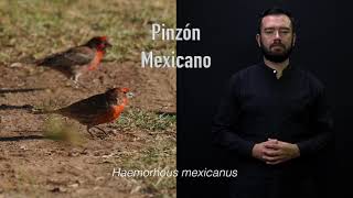 Pinzón Mexicano  ZAVES [upl. by Zannini631]