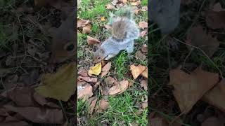 Veverița la alune 🥰veverita squirrel animallover animals [upl. by Isola]