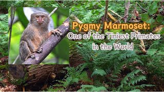 Pygmy Marmoset One of the Tiniest Primates in the World primates monkey animals [upl. by Haramat103]