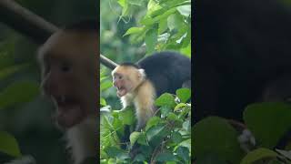 Capuchin monkey jumping angry around in the forest [upl. by Amles]